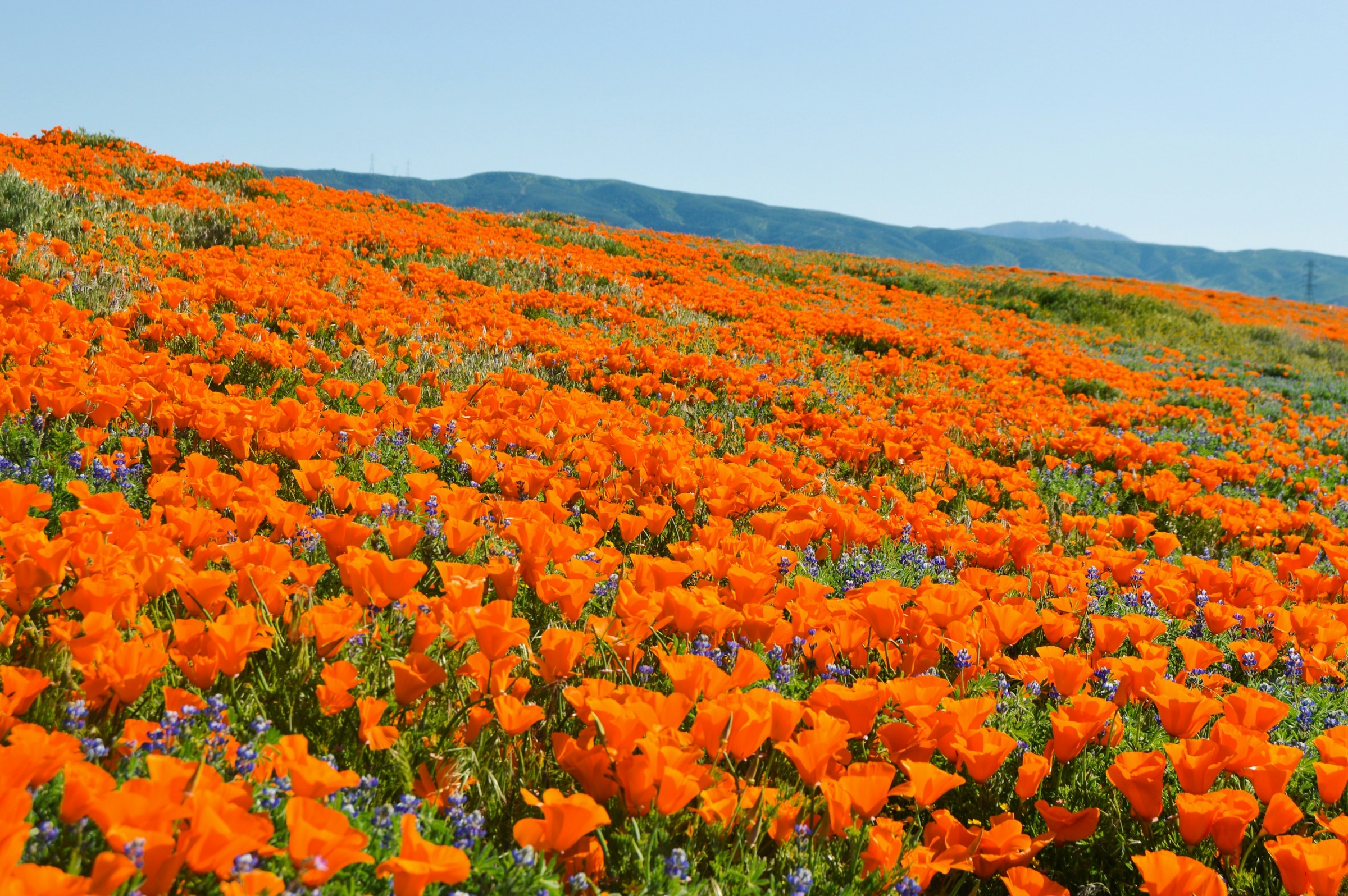 California poppies covering a Southern California hillside